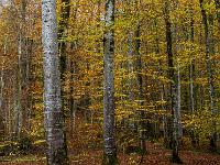 Leuchtender Buchenwald im Herbst